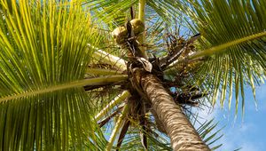 Preview wallpaper palm tree, branches, sky, summer, tropics