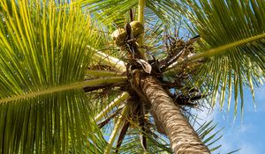 Preview wallpaper palm tree, branches, sky, summer, tropics