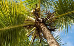 Preview wallpaper palm tree, branches, sky, summer, tropics