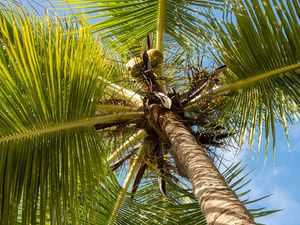 Preview wallpaper palm tree, branches, sky, summer, tropics