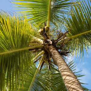 Preview wallpaper palm tree, branches, sky, summer, tropics