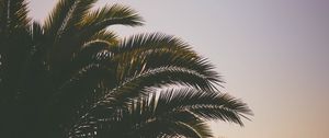 Preview wallpaper palm tree, branches, sky