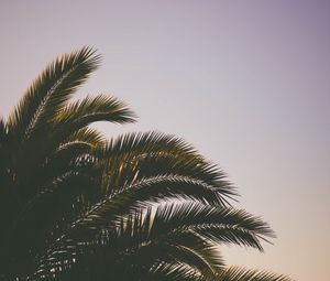 Preview wallpaper palm tree, branches, sky