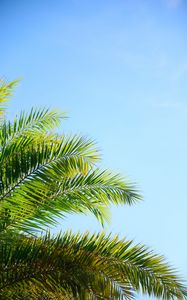 Preview wallpaper palm tree, branches, sky, plant, green