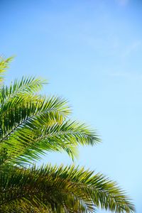 Preview wallpaper palm tree, branches, sky, plant, green