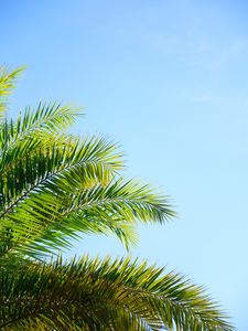 Preview wallpaper palm tree, branches, sky, plant, green