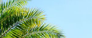 Preview wallpaper palm tree, branches, sky, plant, green