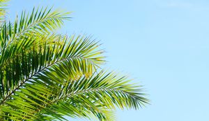 Preview wallpaper palm tree, branches, sky, plant, green