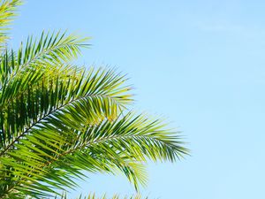 Preview wallpaper palm tree, branches, sky, plant, green