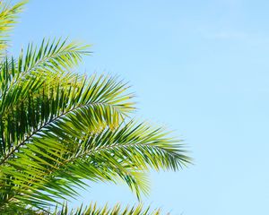 Preview wallpaper palm tree, branches, sky, plant, green