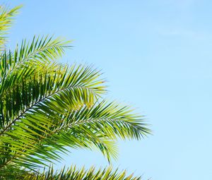 Preview wallpaper palm tree, branches, sky, plant, green