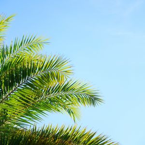 Preview wallpaper palm tree, branches, sky, plant, green