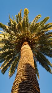 Preview wallpaper palm tree, branches, sky, bottom view