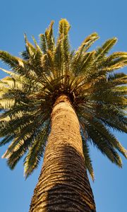 Preview wallpaper palm tree, branches, sky, bottom view