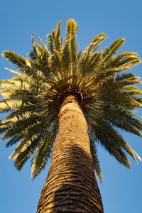 Preview wallpaper palm tree, branches, sky, bottom view