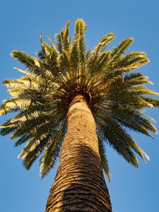 Preview wallpaper palm tree, branches, sky, bottom view