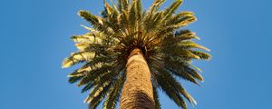 Preview wallpaper palm tree, branches, sky, bottom view