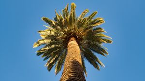 Preview wallpaper palm tree, branches, sky, bottom view