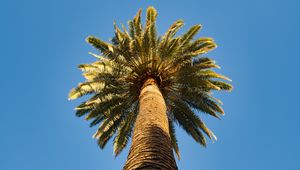 Preview wallpaper palm tree, branches, sky, bottom view