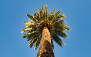 Preview wallpaper palm tree, branches, sky, bottom view