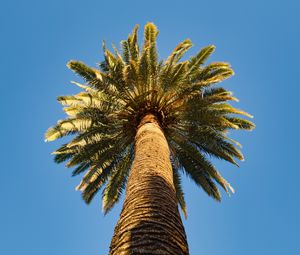 Preview wallpaper palm tree, branches, sky, bottom view