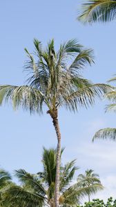 Preview wallpaper palm tree, branches, sky, nature