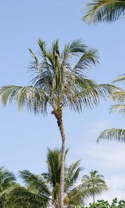 Preview wallpaper palm tree, branches, sky, nature