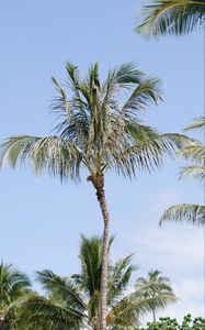 Preview wallpaper palm tree, branches, sky, nature