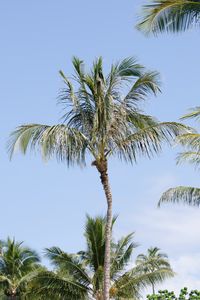 Preview wallpaper palm tree, branches, sky, nature