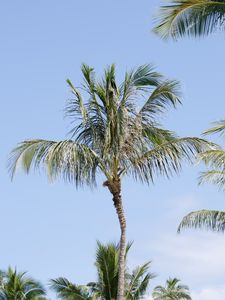 Preview wallpaper palm tree, branches, sky, nature