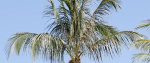 Preview wallpaper palm tree, branches, sky, nature