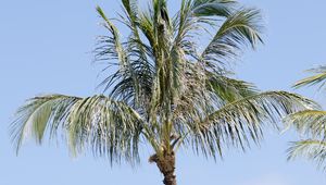 Preview wallpaper palm tree, branches, sky, nature