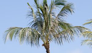 Preview wallpaper palm tree, branches, sky, nature