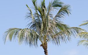 Preview wallpaper palm tree, branches, sky, nature