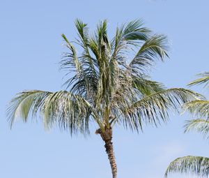 Preview wallpaper palm tree, branches, sky, nature