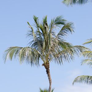 Preview wallpaper palm tree, branches, sky, nature