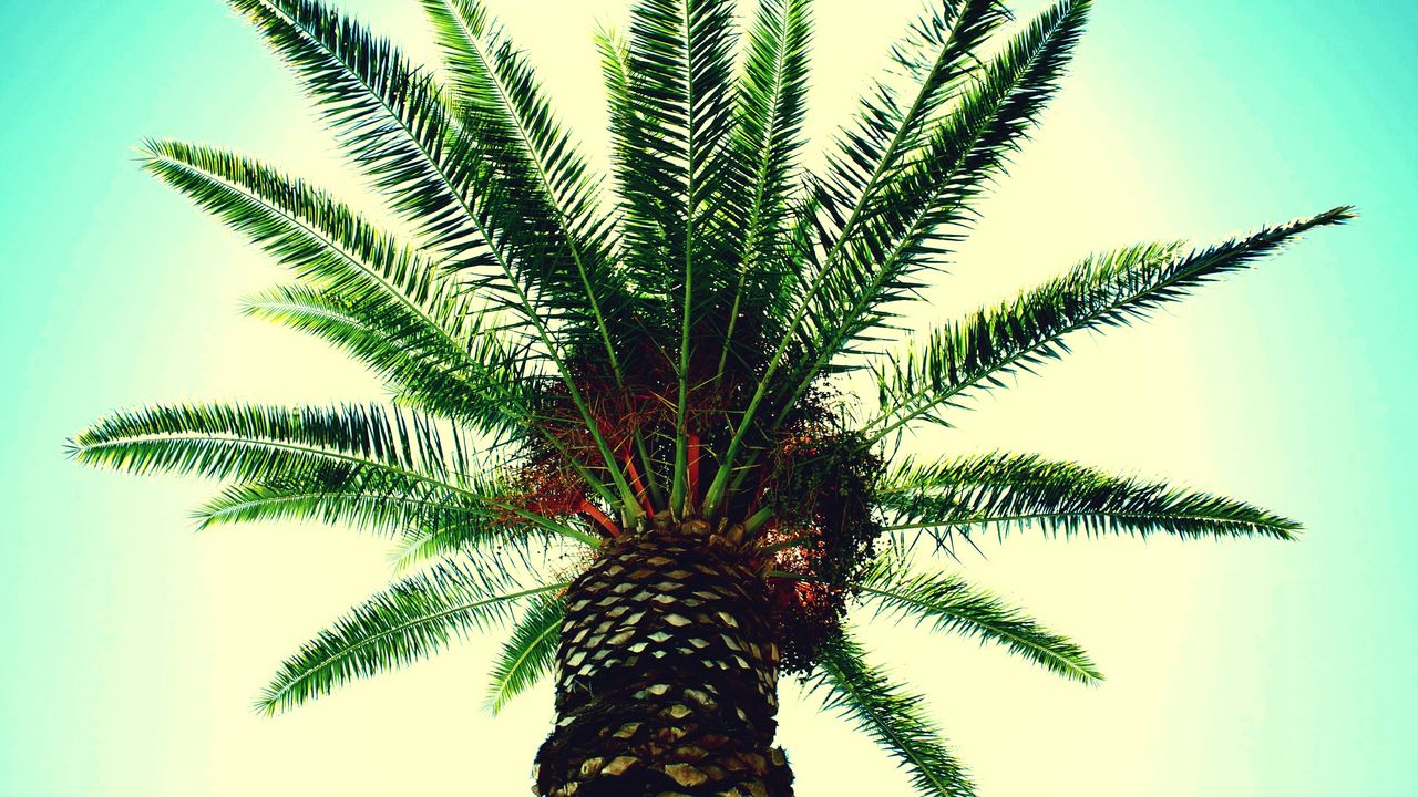 Wallpaper palm tree, branches, sky, light