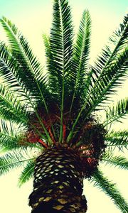 Preview wallpaper palm tree, branches, sky, light