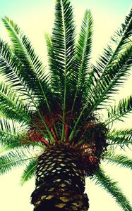 Preview wallpaper palm tree, branches, sky, light