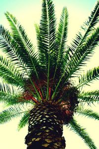 Preview wallpaper palm tree, branches, sky, light