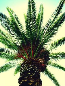 Preview wallpaper palm tree, branches, sky, light