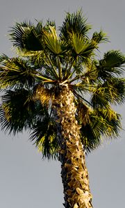 Preview wallpaper palm tree, branches, sky, trunk, bottom view