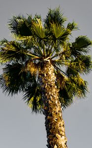 Preview wallpaper palm tree, branches, sky, trunk, bottom view