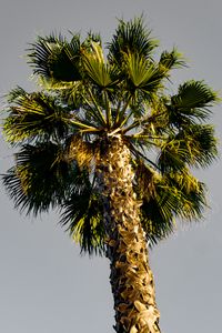 Preview wallpaper palm tree, branches, sky, trunk, bottom view