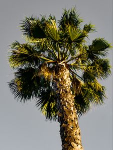 Preview wallpaper palm tree, branches, sky, trunk, bottom view