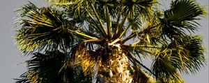 Preview wallpaper palm tree, branches, sky, trunk, bottom view