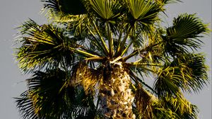 Preview wallpaper palm tree, branches, sky, trunk, bottom view