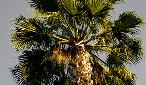 Preview wallpaper palm tree, branches, sky, trunk, bottom view