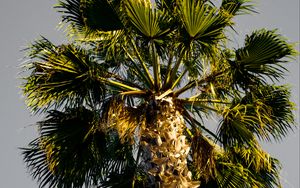 Preview wallpaper palm tree, branches, sky, trunk, bottom view