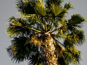 Preview wallpaper palm tree, branches, sky, trunk, bottom view